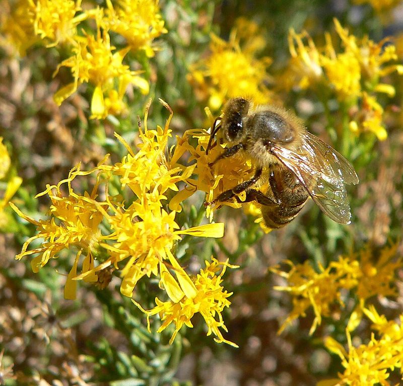 Bees And Butterflies Visit The Late Season Flowers Bees And Butterflies Visit The Late Season Flowers