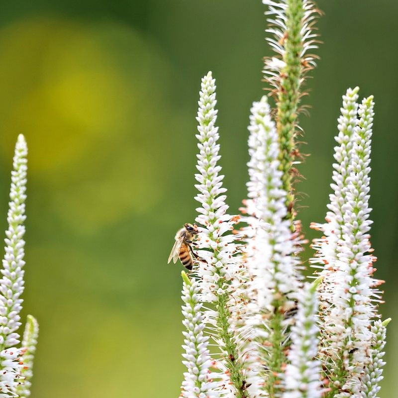 Bees Love The Flowers