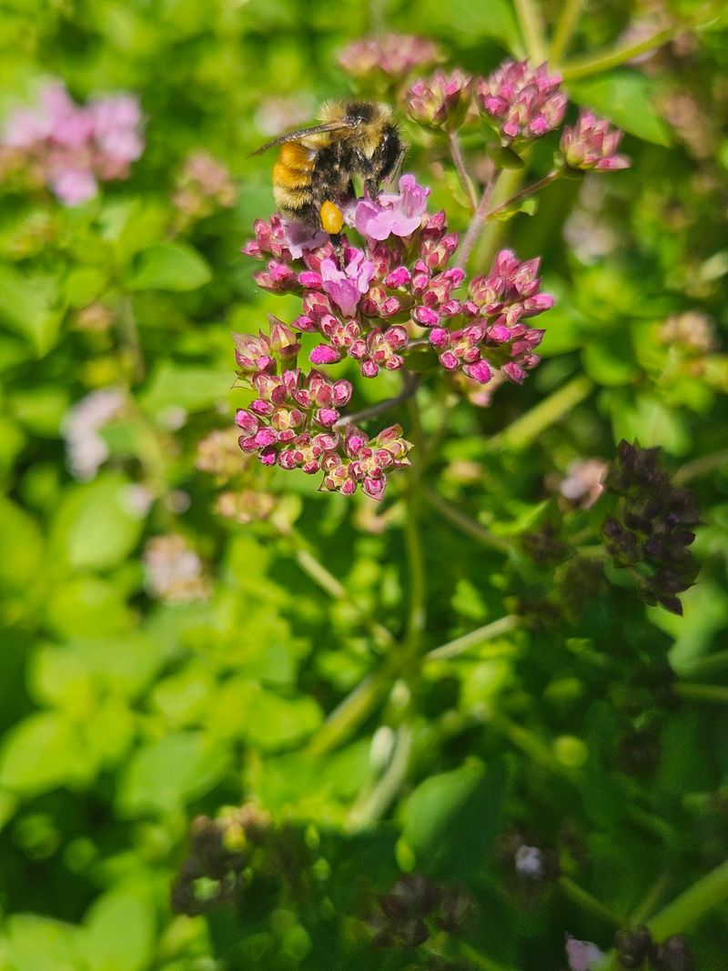 Bees Love The Plant More Once It Starts Blooming Bees Love The Plant More Once It Starts Blooming
