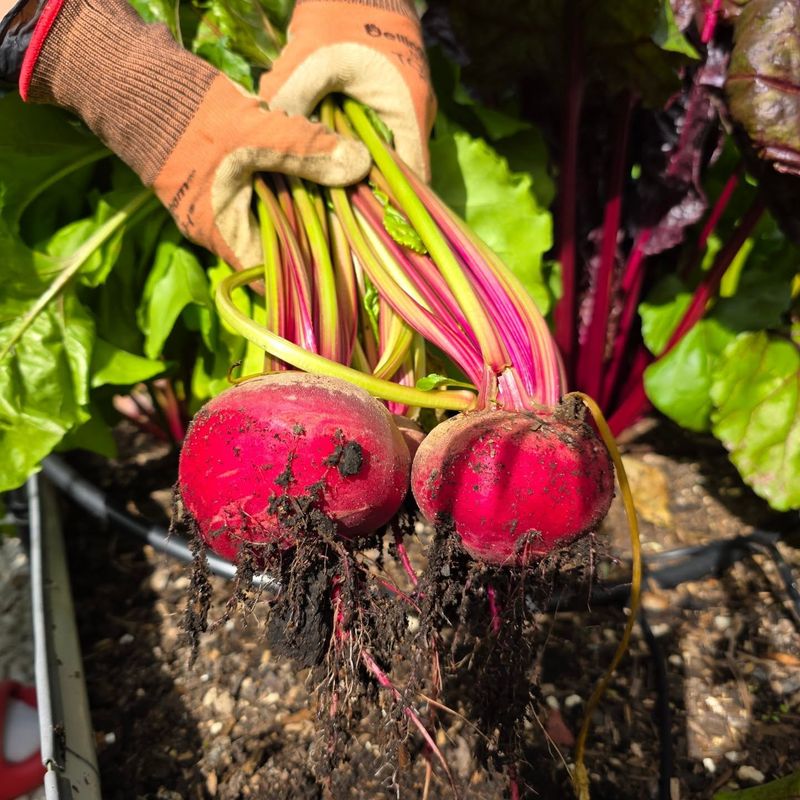Beets Beets