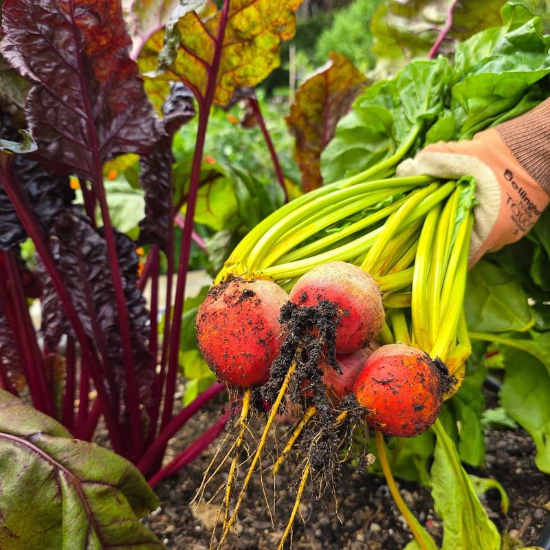 Beets