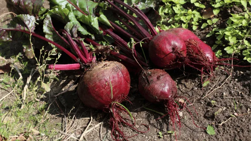 Beets Build Sweet Roots As Temperatures Drop Beets Build Sweet Roots As Temperatures Drop