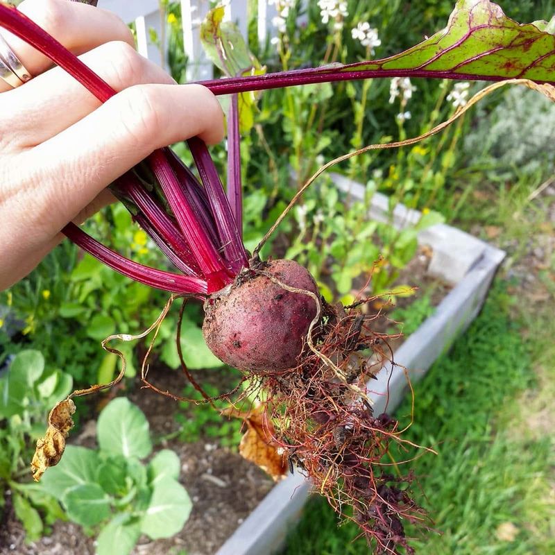 Beets Can Go Into The Ground For A Fall Harvest