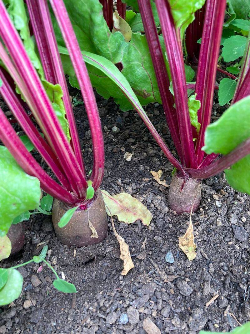 Beets Give You More Than One Harvest Beets Give You More Than One Harvest