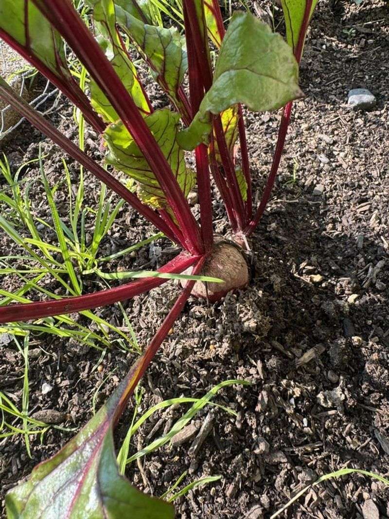 Beets Handling Late-Summer Planting Like A Champ Beets Handling Late-Summer Planting Like A Champ