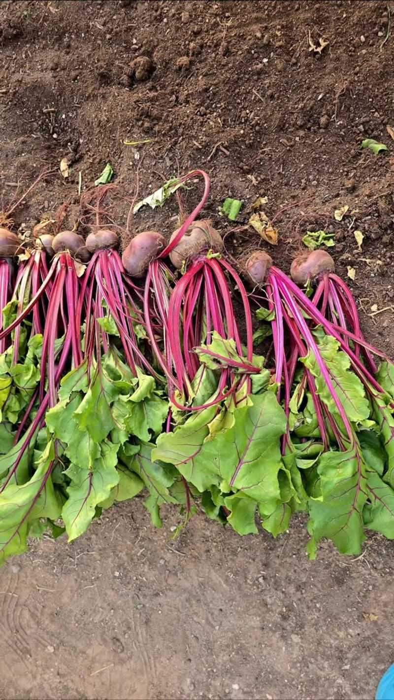Beets Hold Their Quality Into Fall Beets Hold Their Quality Into Fall