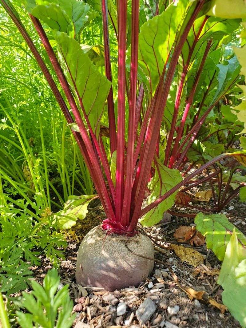 Beets Offer Reliable Harvests Through Autumn Beets Offer Reliable Harvests Through Autumn