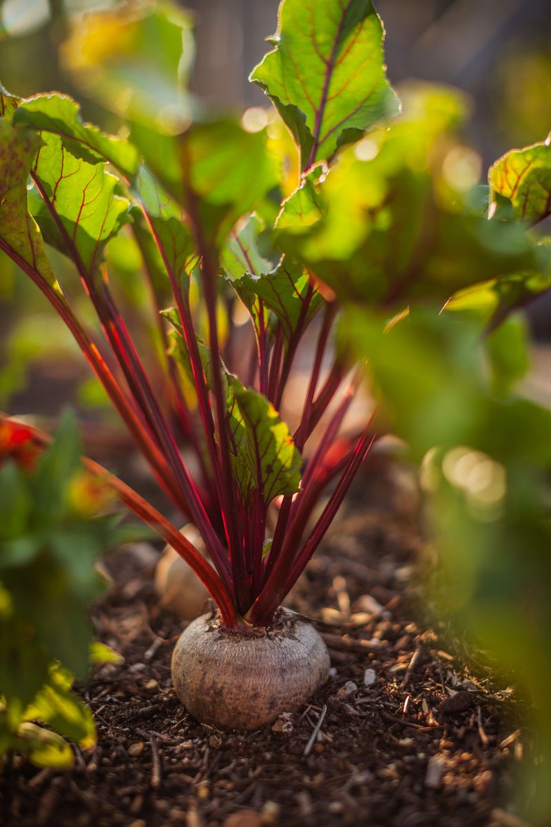 Beets Often Taste Sweeter After Cool Weather