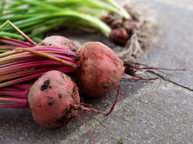 Beets Store Well Into Late Fall Beets Store Well Into Late Fall