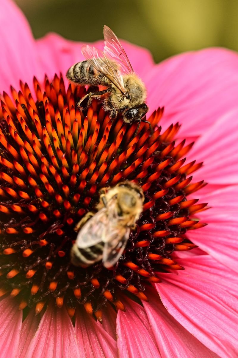 Before Pollinators Finish Visiting The Bloom Before Pollinators Finish Visiting The Bloom