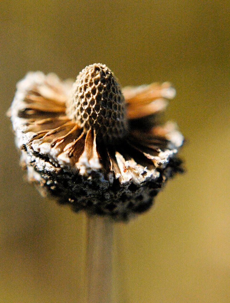 Before Seed Heads Fully Form Before Seed Heads Fully Form