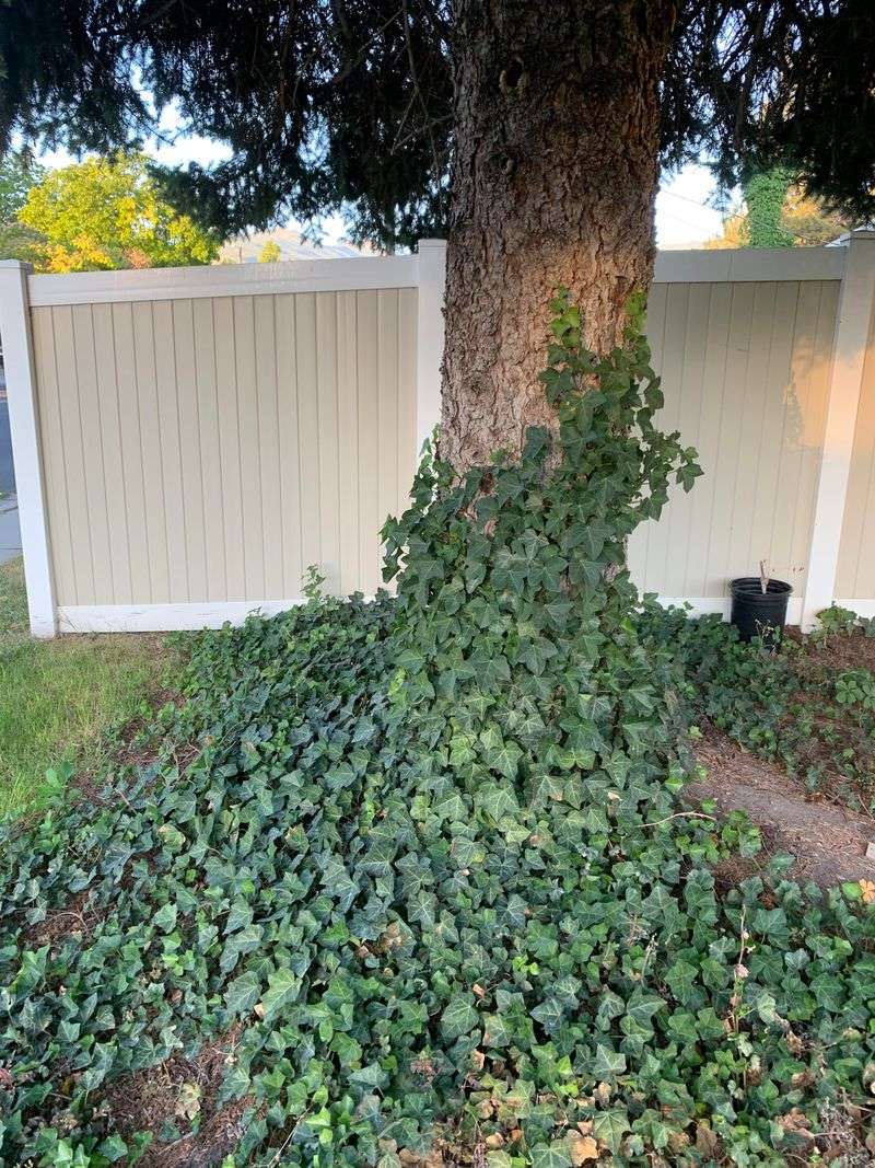 Before You Cut Ivy, Know Where The Problem Starts Before You Cut Ivy, Know Where The Problem Starts