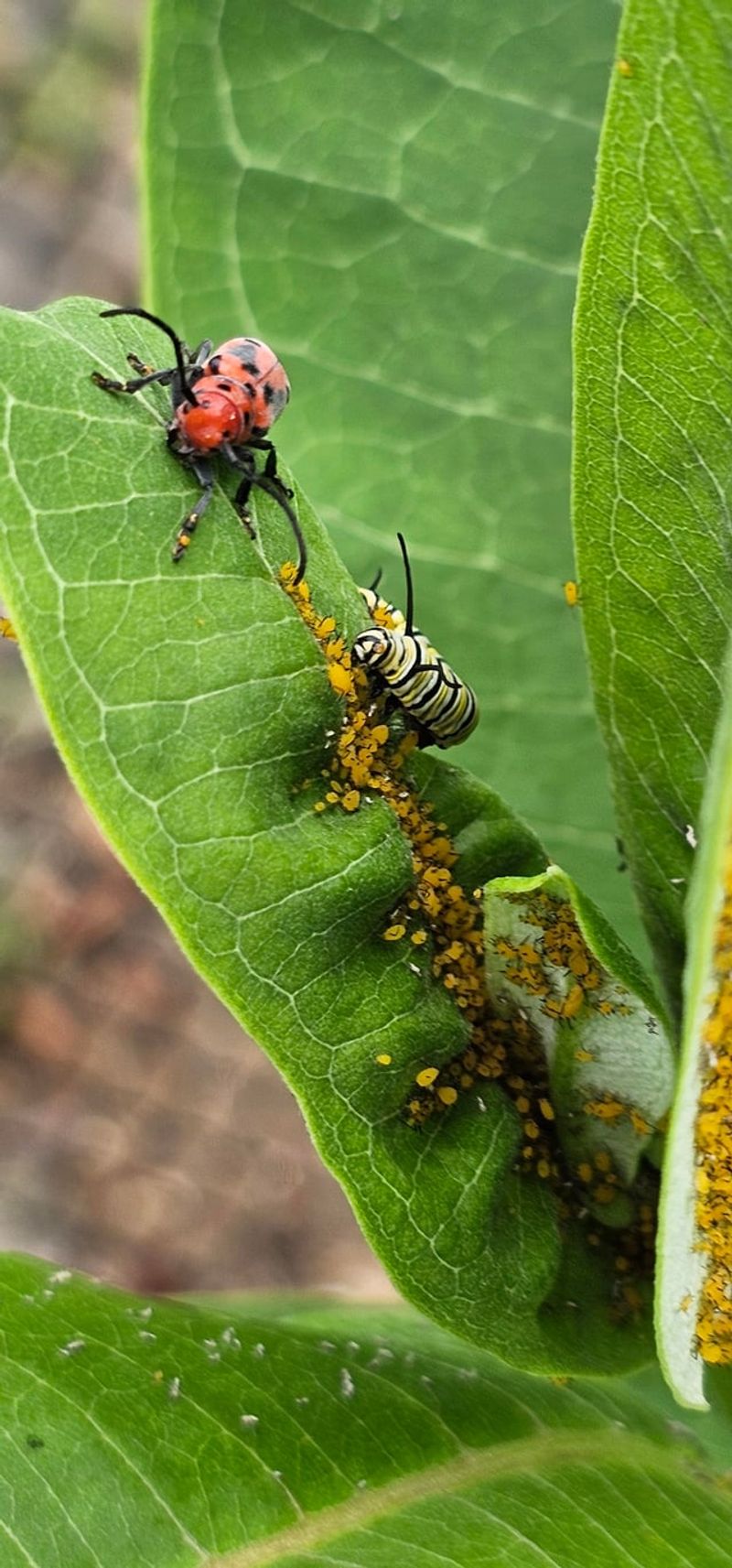 Before You Spray, Check The Insects Before You Spray, Check The Insects