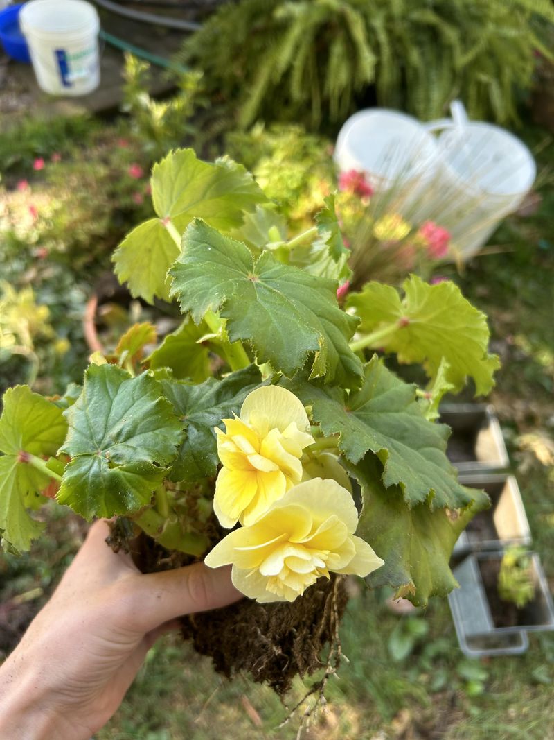 Begonias Blooming Where Sunny Patio Plants Struggle Begonias Blooming Where Sunny Patio Plants Struggle