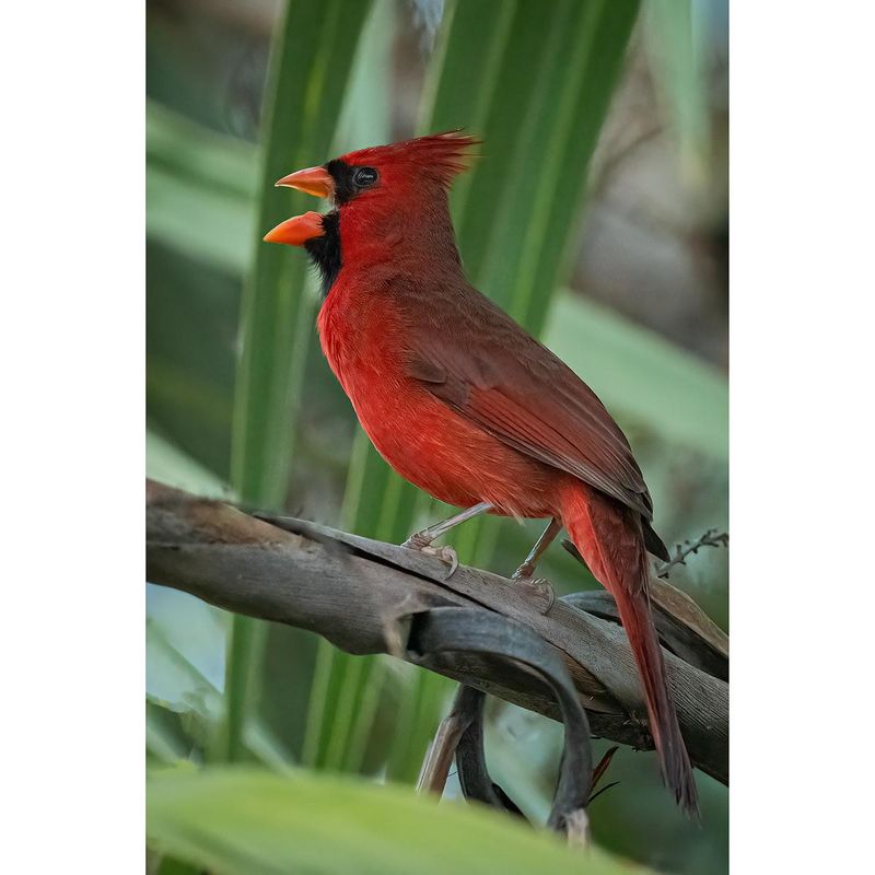 Behaviors That Reveal What A Cardinal Is Doing Behaviors That Reveal What A Cardinal Is Doing