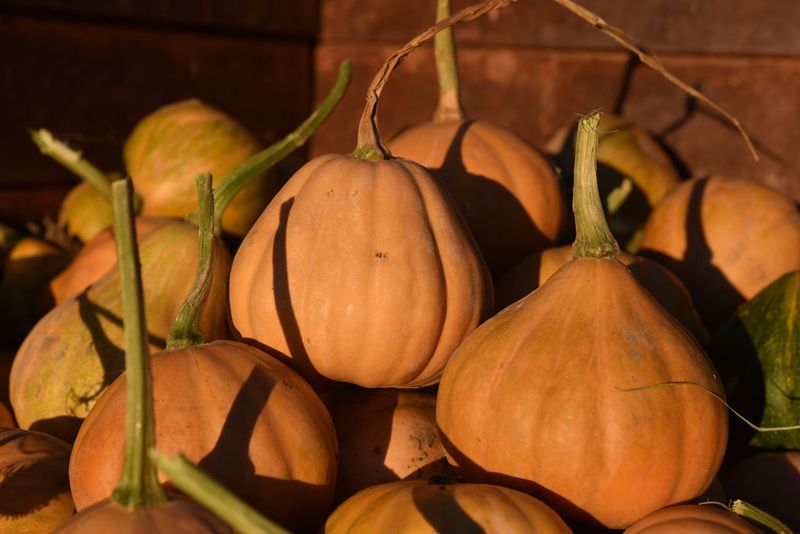Bell-Shaped Seminole Pumpkin Bell-Shaped Seminole Pumpkin
