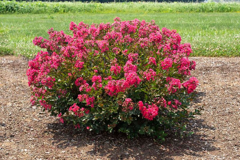 Bellini Raspberry Adds Another Dwarf Option