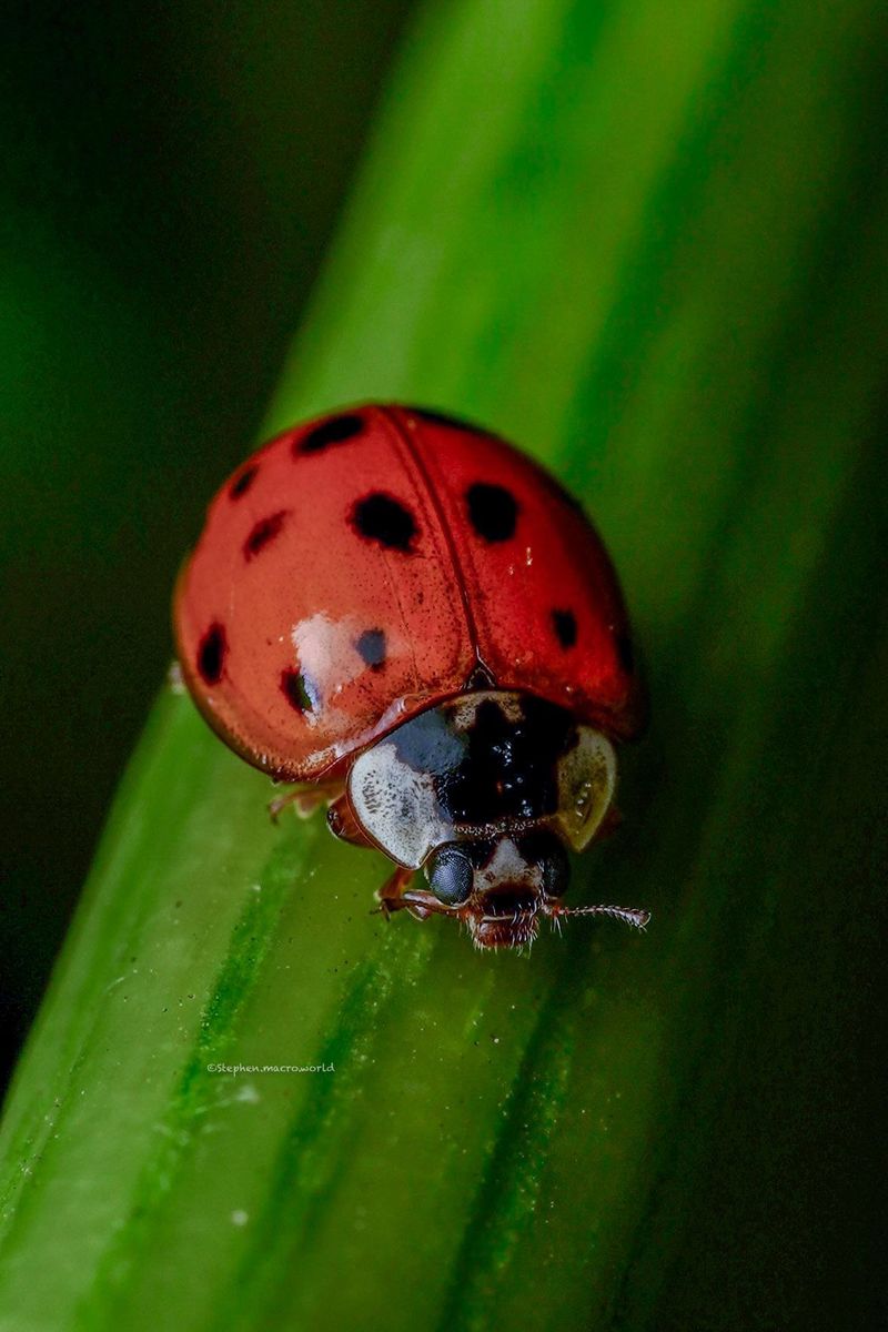 Beneficial Insects And Planting Choices That Hold Populations Down