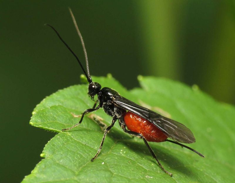 Beneficial Insects Join The Defense