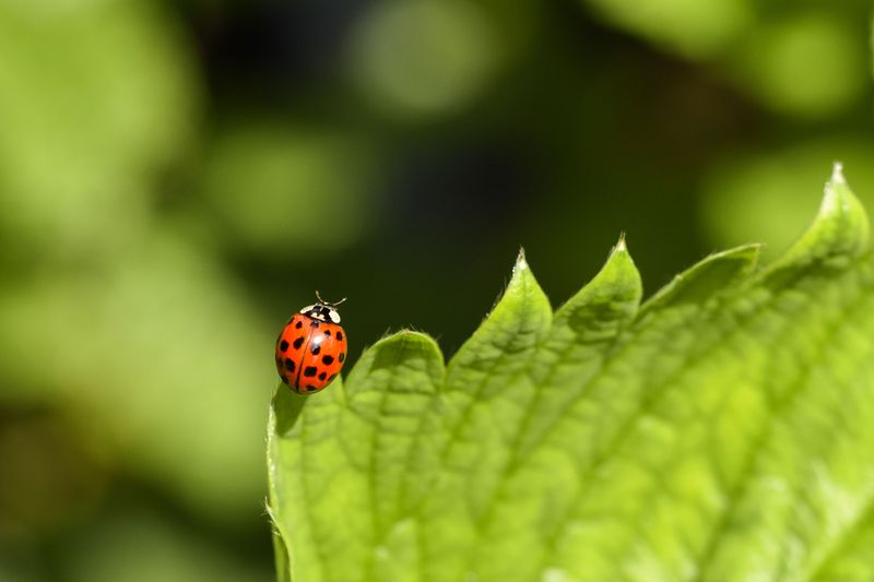 Beneficial Insects Keep Populations Under Control