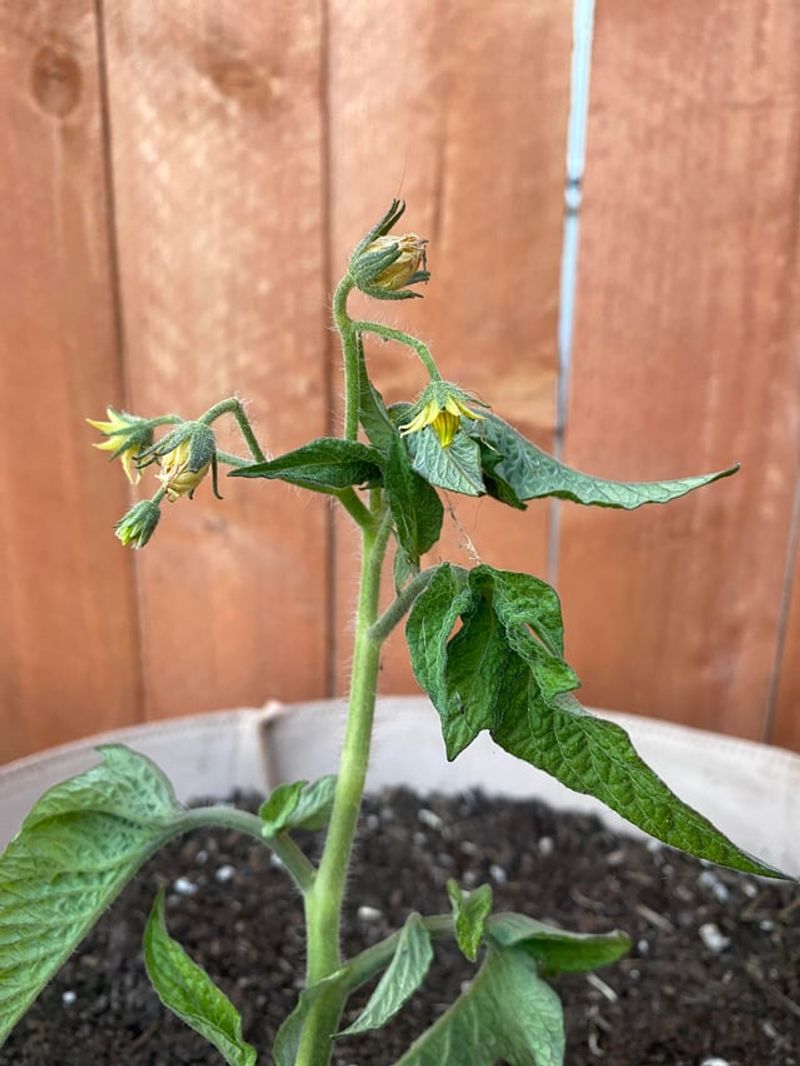 Beneficial Predators Mean The Garden Is Already Fighting Back Beneficial Predators Mean The Garden Is Already Fighting Back