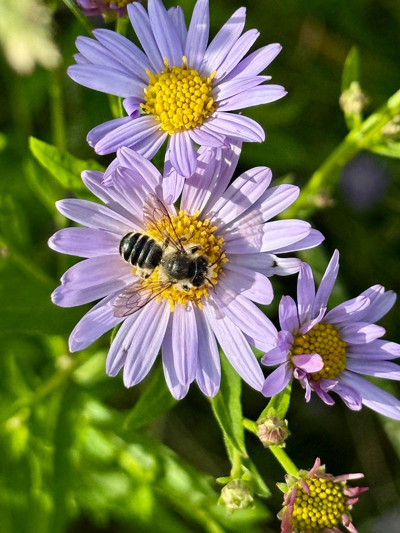 Benefits For Pollinators Heading Into Autumn Benefits For Pollinators Heading Into Autumn