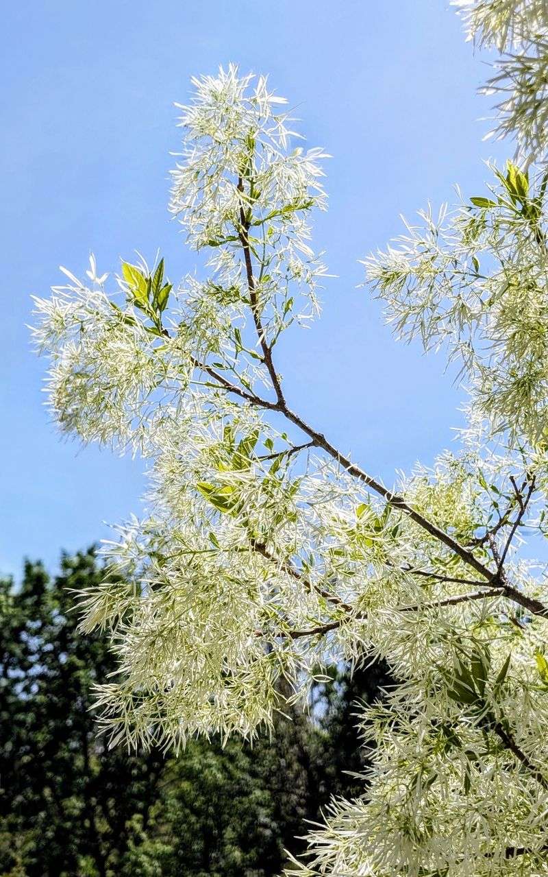 Benefits Of Planting It In Your Yard Benefits Of Planting It In Your Yard