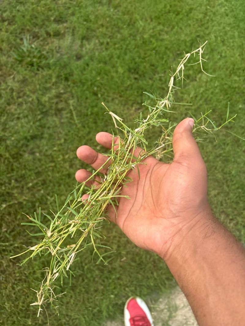 Bermuda Grass Is Still Growing Hard In Late August Bermuda Grass Is Still Growing Hard In Late August