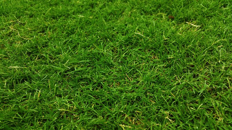 Bermuda Grass Bermuda Grass