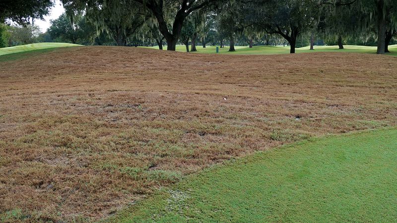 Bermudagrass Can Be Especially Tempting