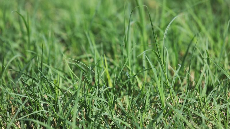 Bermudagrass Spreads Fast In Texas Summer Heat