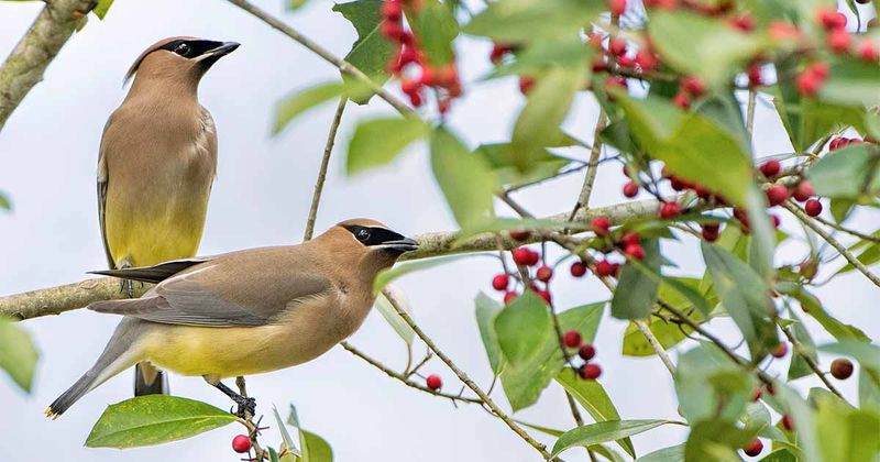 Berries Can Pull Migrating Birds Into Your Yard