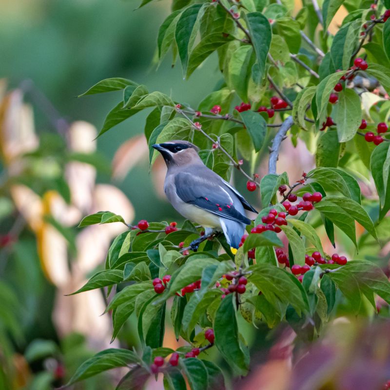 Berries That Draw Songbirds In Late Summer