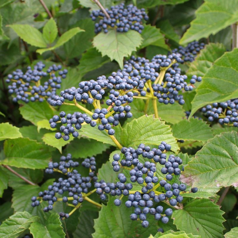 Berry Clusters Keep Birds Fed Through Winter Berry Clusters Keep Birds Fed Through Winter