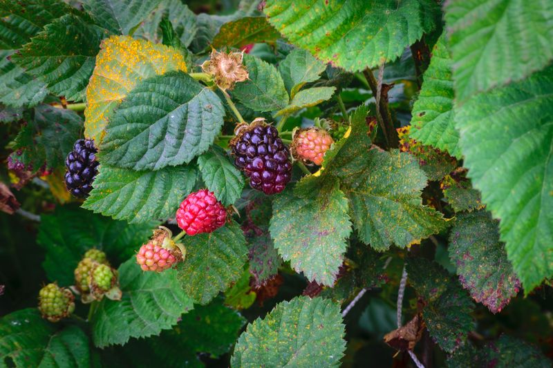 Berry Patches And Thickets Shelter Chigger Clusters Berry Patches And Thickets Shelter Chigger Clusters