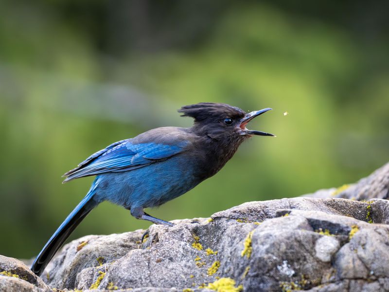 Berrying Shrubs Can Bring Jays In Fast