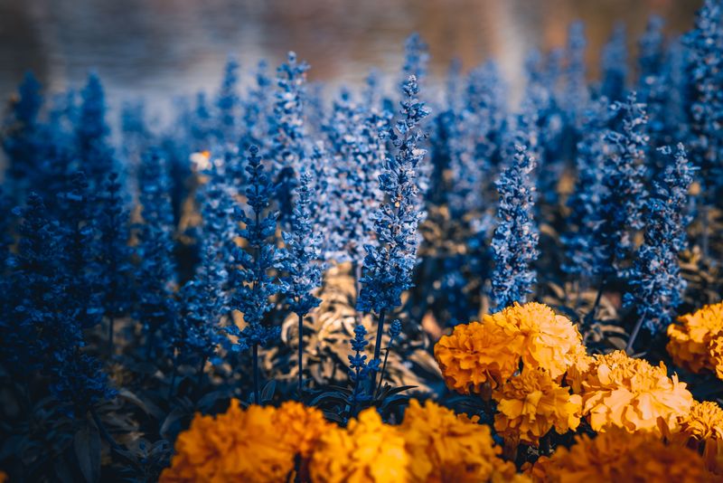 Best Companion Plants For Year-Round Color Best Companion Plants For Year-Round Color