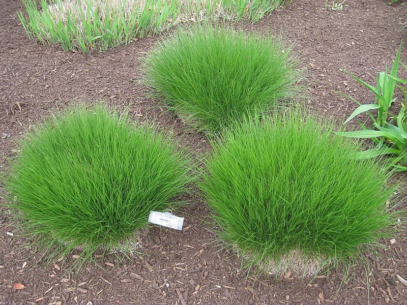 Best Conditions For Planting A Thriving Groundcover Best Conditions For Planting A Thriving Groundcover