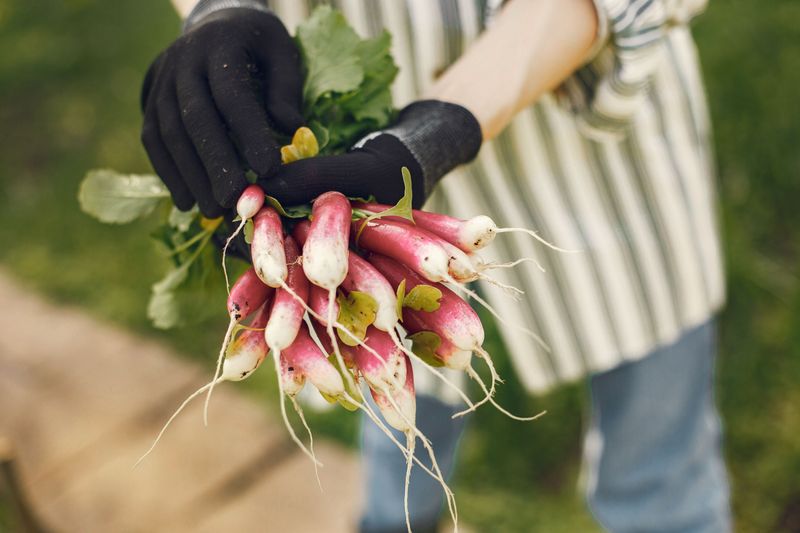 Best Crops To Replant This Time Of Year Best Crops To Replant This Time Of Year
