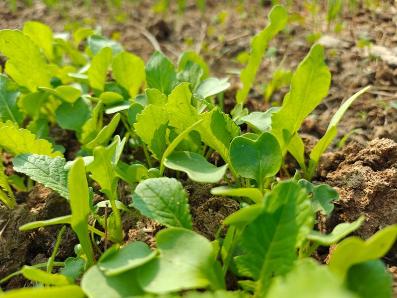 Best Fast-Maturing Crops For A Second August Planting