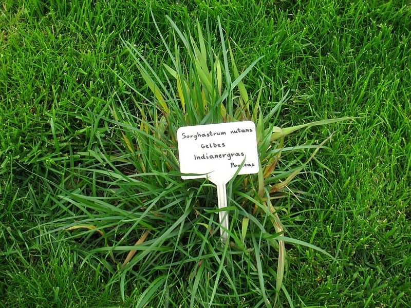 Best Growing Conditions For A Full, Upright Habit