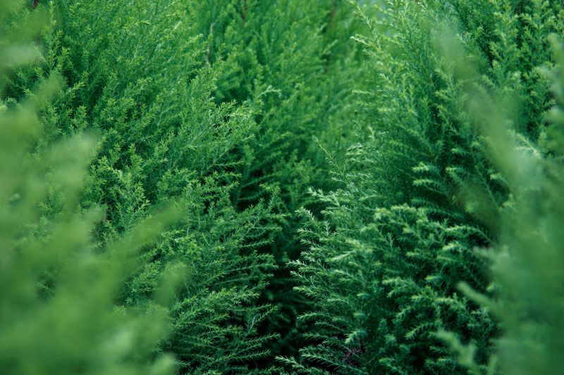 Best Growing Conditions For A Thriving Privacy Screen