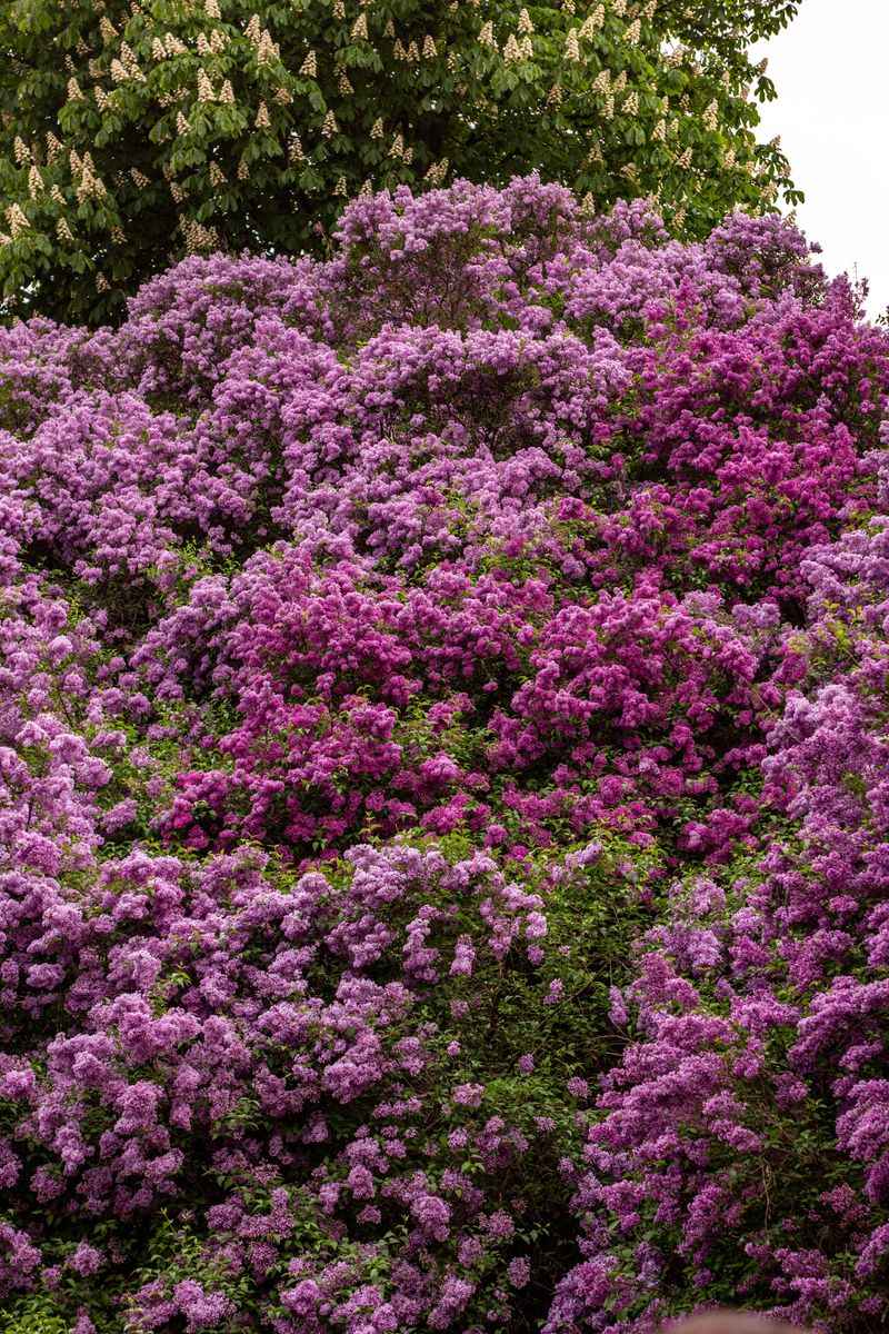 Best Growing Conditions For Wyoming Gardens