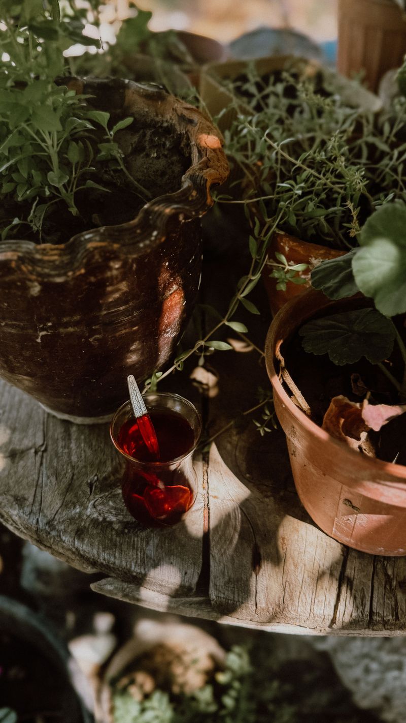 Best Herbs And Plants To Grow For Homemade Tea
