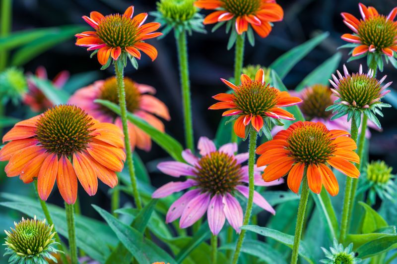 Best Perennials To Split In Late Summer Best Perennials To Split In Late Summer