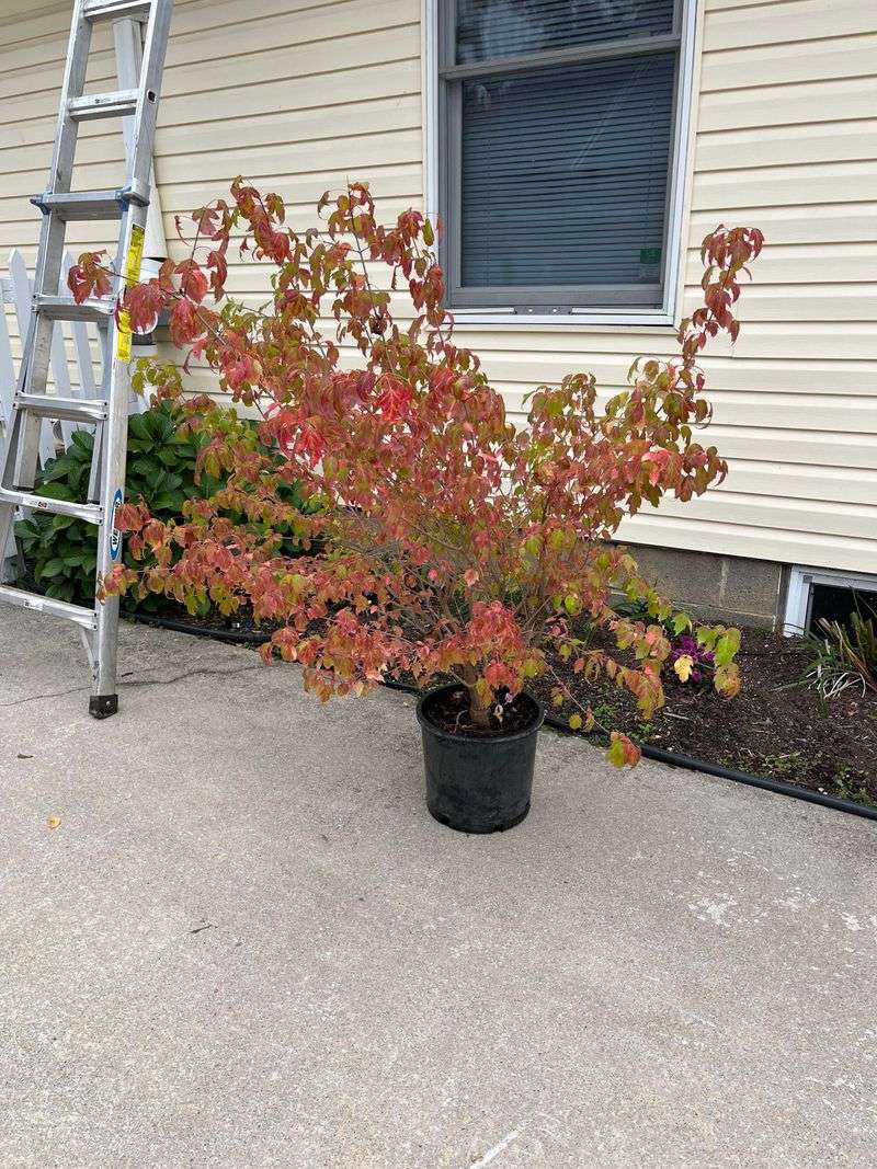 Best Planting Conditions For Front Yard Success Best Planting Conditions For Front Yard Success