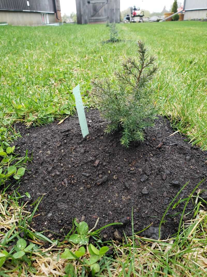 Best Planting Spots For Full Coverage