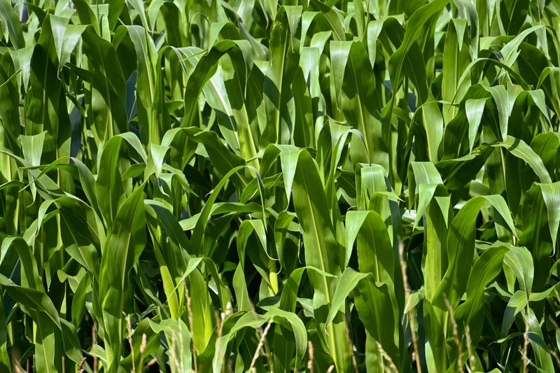 Best Plants And Crops That Respond Well To This Fertilizer