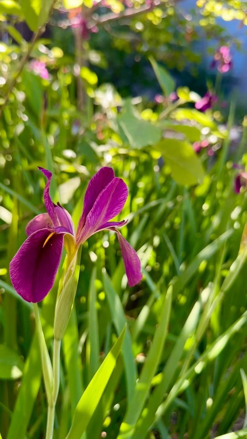 Best Time And Place To Witness The Bloom