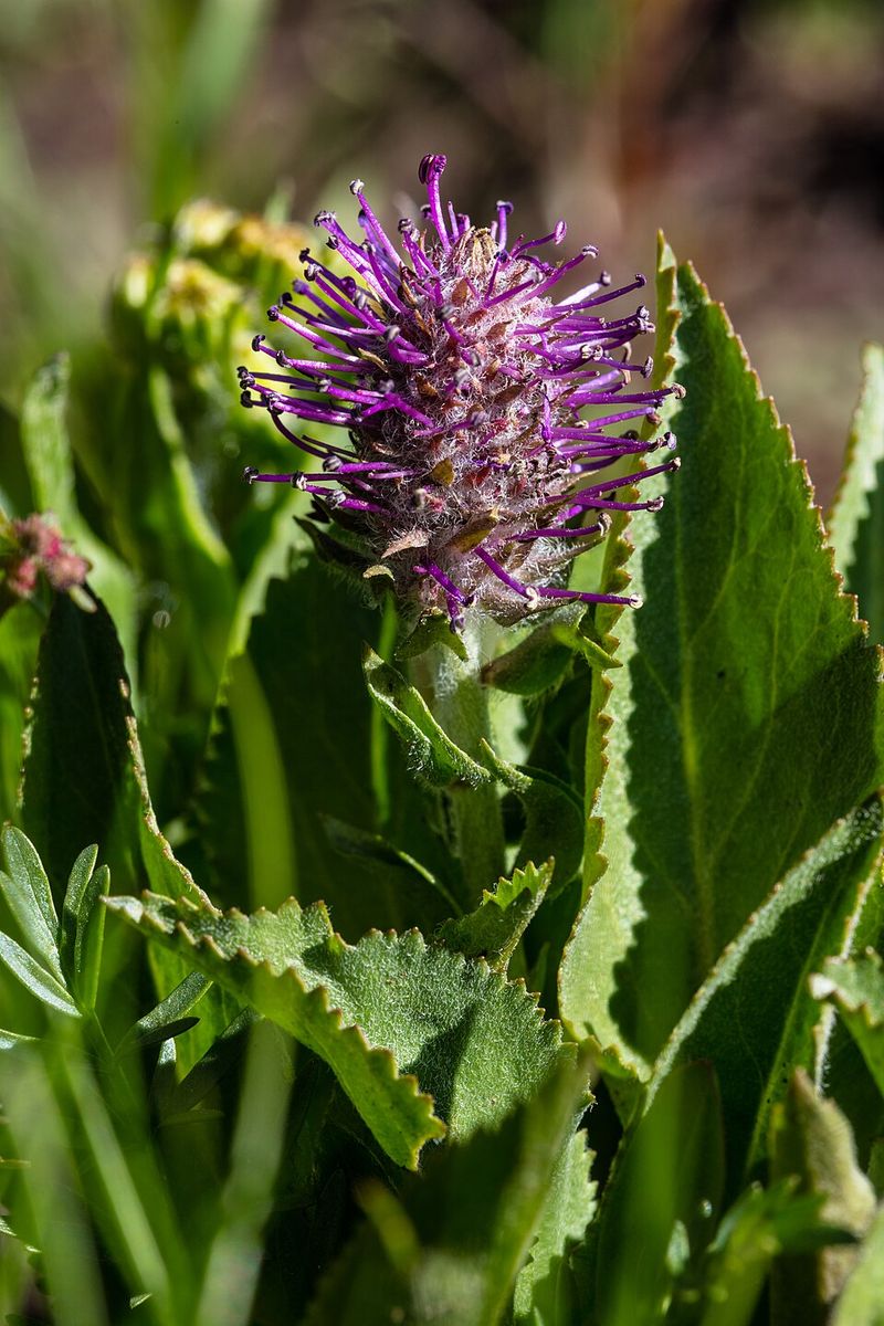 Best Time Of Year To Spot It Blooming Best Time Of Year To Spot It Blooming